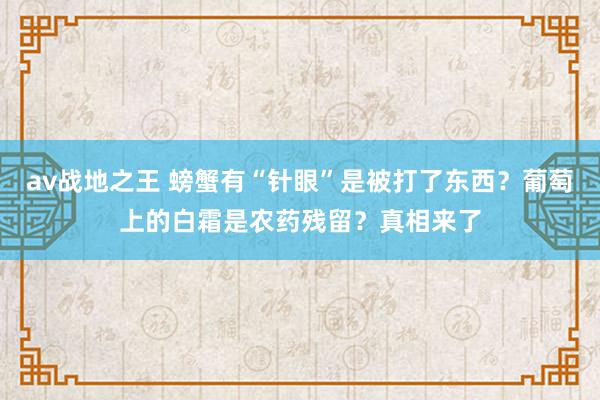 av战地之王 螃蟹有“针眼”是被打了东西？葡萄上的白霜是农药残留？真相来了